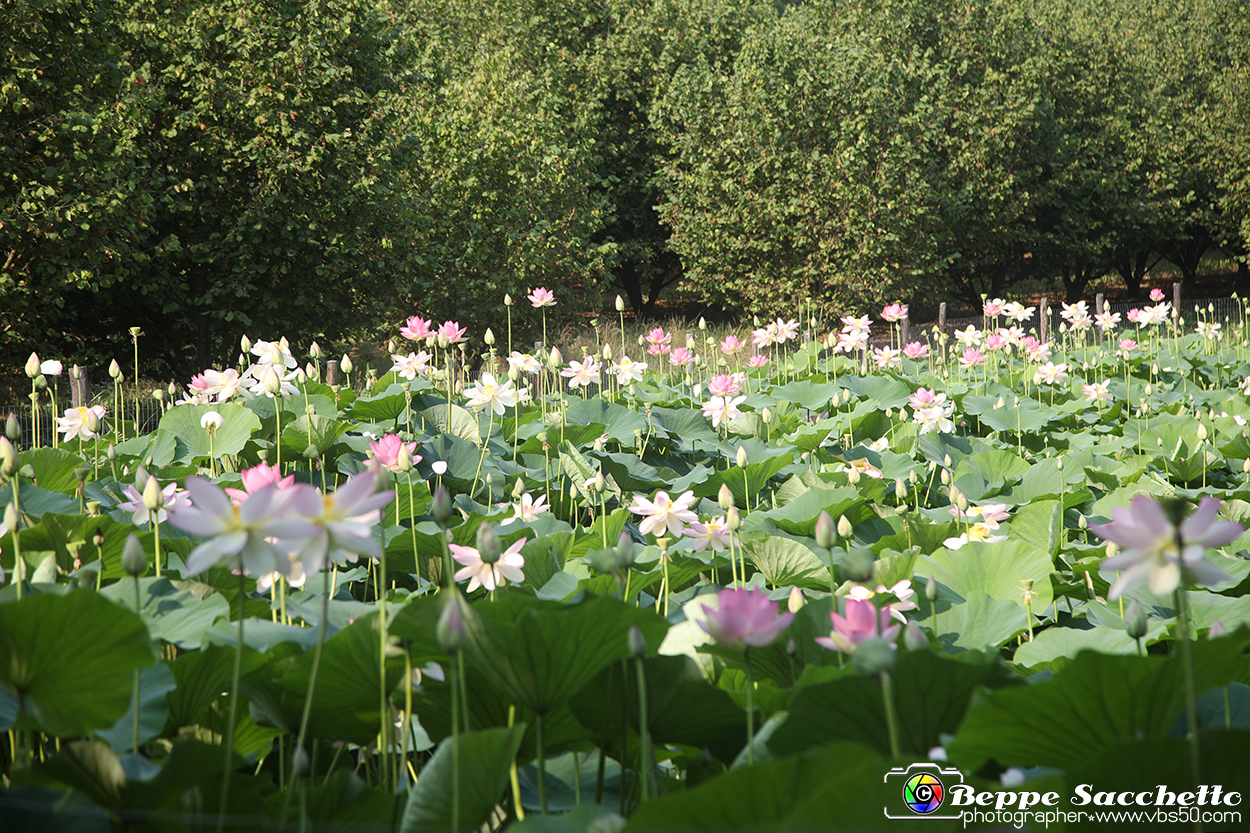 VBS_6674 - Fioritura Loto Laghetto Vezza d'Alba.jpg